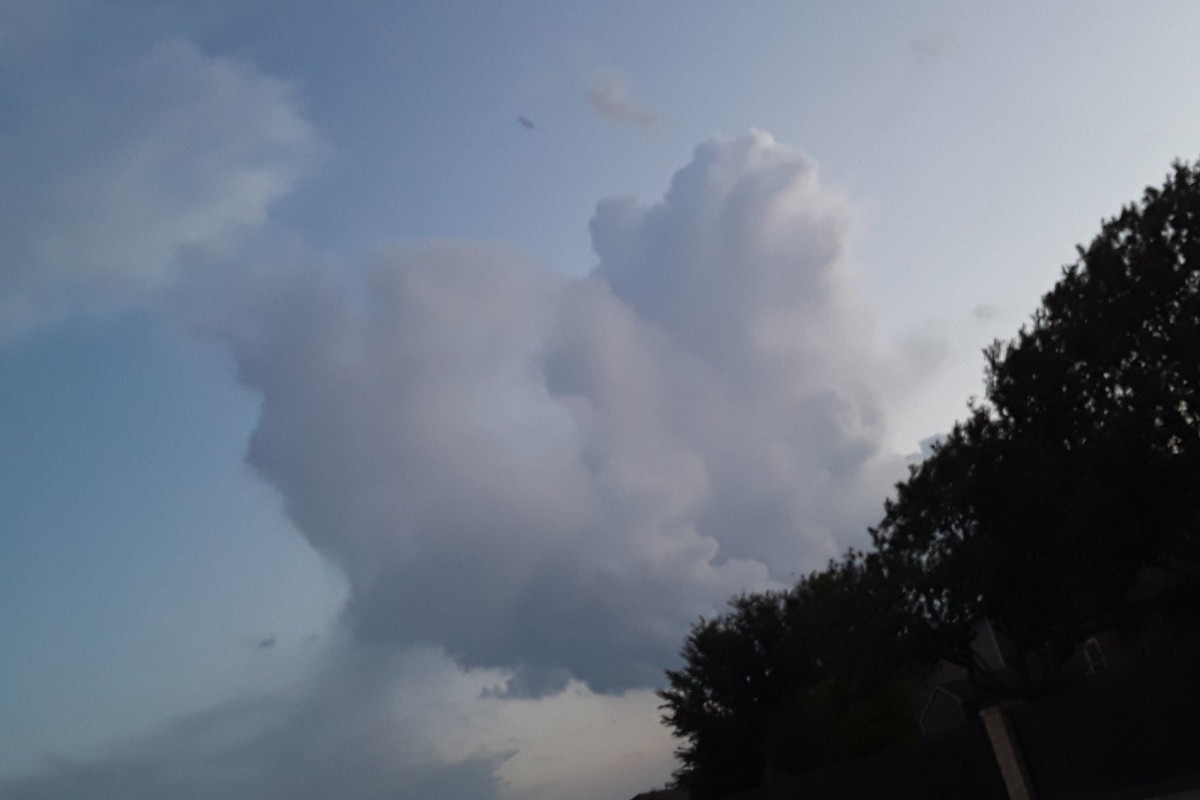 narwhal bear cloud